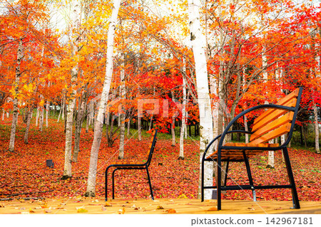 Autumn scenery at Midorigaoka Forest Park in Nakashibetsu Town, Hokkaido, as autumn deepens. Autumn scenery at Midorigaoka Forest Park in Nakashibetsu Town, Hokkaido, as autumn deepens. 142967181