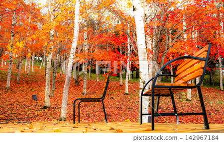 Autumn scenery at Midorigaoka Forest Park in Nakashibetsu Town, Hokkaido, as autumn deepens. Autumn scenery at Midorigaoka Forest Park in Nakashibetsu Town, Hokkaido, as autumn deepens. 142967184
