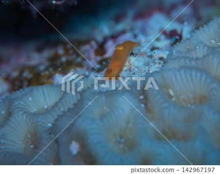 Kinuu Hada Umizushi Kinuu Hada Umizushi 142967197