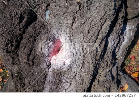 bark, tree bark, wood 142967257