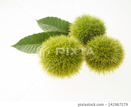 Chestnut burr, white background Chestnut burr, white background 142967279