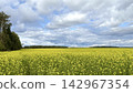 Yellow canola field in full bloom under heavy overcast sky, with distant tree line and left woodland edge 142967354
