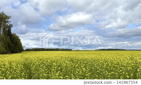 Yellow canola field in full bloom under heavy overcast sky, with distant tree line and left woodland edge Yellow canola field in full bloom under heavy overcast sky, with distant tree line and left woodland edge 142967354