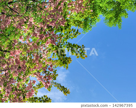 Beautiful Pink Double Cherry Blossoms and Green Leaves Against Blue Sky Beautiful Pink Double Cherry Blossoms and Green Leaves Against Blue Sky 142967395