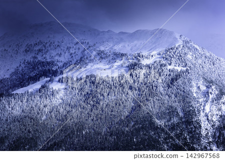 Snowy Mountain Forest Landscape in Blue Winter Light Snowy Mountain Forest Landscape in Blue Winter Light 142967568