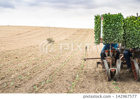 Agriculture Workers Planting Seedlings with Transplanter in Field Agriculture Workers Planting Seedlings with Transplanter in Field 142967577