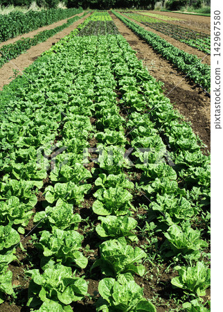 Fresh Lettuce Rows in Organic Vegetable Farm Field Fresh Lettuce Rows in Organic Vegetable Farm Field 142967580
