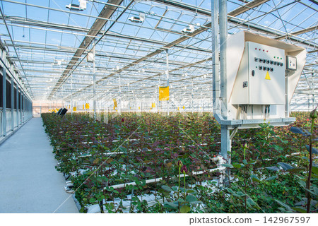 Commercial Greenhouse Rose Cultivation with Automated Control Panel Commercial Greenhouse Rose Cultivation with Automated Control Panel 142967597