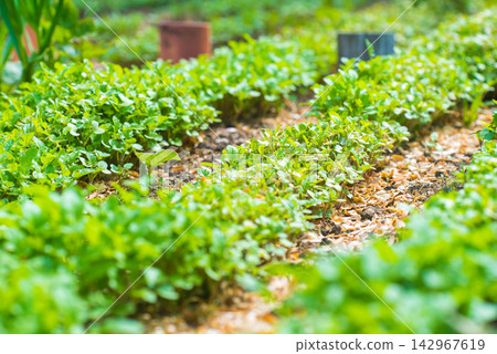 Green Seedlings in Sunny Organic Garden with Soft Bokeh 142967619