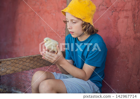 Boy gently handles a small chick at a children's farm. Gentle handling and learning about pet care. Boy gently handles a small chick at a children's farm. Gentle handling and learning about pet care. 142967714