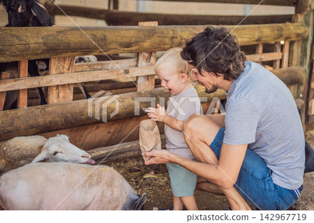 Father and young son prepare to feed animals at a sheep enclosure. Early childhood learning through animal encounters. Father and young son prepare to feed animals at a sheep enclosure. Early childhood learning through animal encounters. 142967719