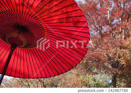 一把鮮豔的紅色戶外茶道傘在秋葉的襯托下格外醒目。 142967780