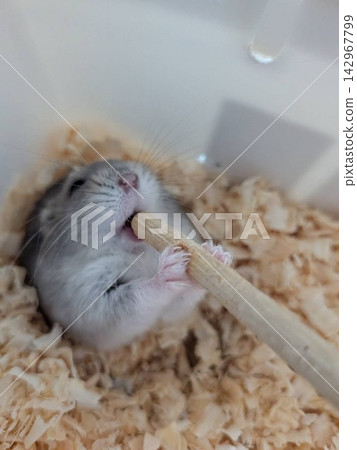 讓我咬一口 142967799
