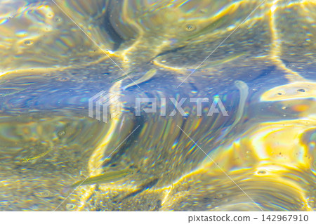 Tropical fish swimming in green turquoise and blue water Brazil. Tropical fish swimming in green turquoise and blue water Brazil. 142967910