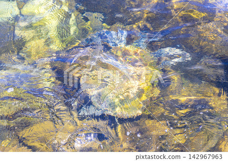Sea turtle Turtles swim to the water surface in Brazil. 142967963