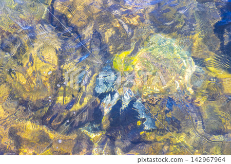 Sea turtle Turtles swim to the water surface in Brazil. Sea turtle Turtles swim to the water surface in Brazil. 142967964