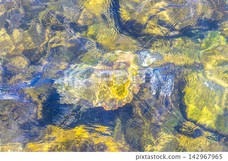 Sea turtle Turtles swim to the water surface in Brazil. Sea turtle Turtles swim to the water surface in Brazil. 142967965