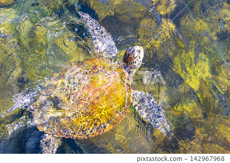 Sea turtle Turtles swim to the water surface in Brazil. Sea turtle Turtles swim to the water surface in Brazil. 142967968