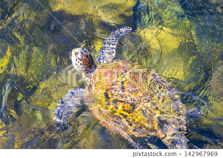 Sea turtle Turtles swim to the water surface in Brazil. Sea turtle Turtles swim to the water surface in Brazil. 142967969