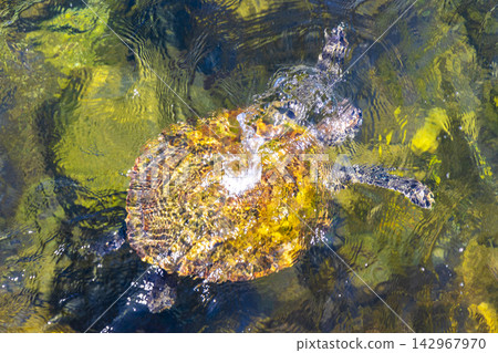 Sea turtle Turtles swim to the water surface in Brazil. Sea turtle Turtles swim to the water surface in Brazil. 142967970