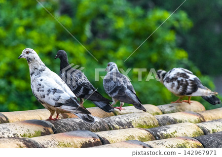 Pigeon pigeons birds sitting on the roof in Brazil. Pigeon pigeons birds sitting on the roof in Brazil. 142967971