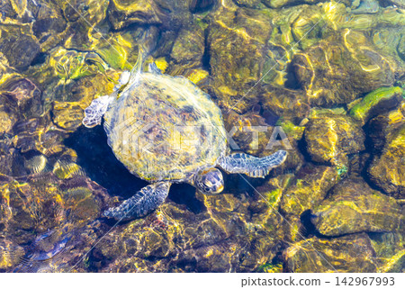 Sea turtle Turtles swim to the water surface in Brazil. Sea turtle Turtles swim to the water surface in Brazil. 142967993