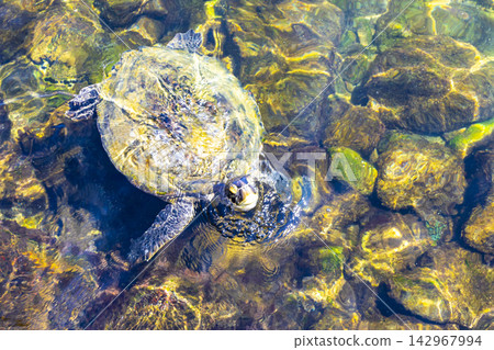 Sea turtle Turtles swim to the water surface in Brazil. 142967994