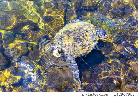 Sea turtle Turtles swim to the water surface in Brazil. Sea turtle Turtles swim to the water surface in Brazil. 142967995