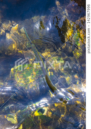 Trumpet fish trumpetfish swims on water surface in Brazil. 142967996