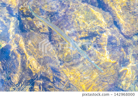 Trumpet fish trumpetfish swims on water surface in Brazil. Trumpet fish trumpetfish swims on water surface in Brazil. 142968000