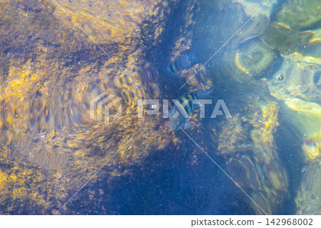 Tropical fish swimming in green turquoise and blue water Brazil. Tropical fish swimming in green turquoise and blue water Brazil. 142968002