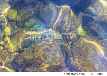 Tropical fish swimming in green turquoise and blue water Brazil. Tropical fish swimming in green turquoise and blue water Brazil. 142968003