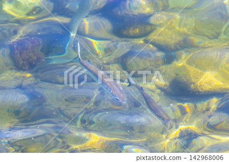 Tropical fish swimming in green turquoise and blue water Brazil. Tropical fish swimming in green turquoise and blue water Brazil. 142968006