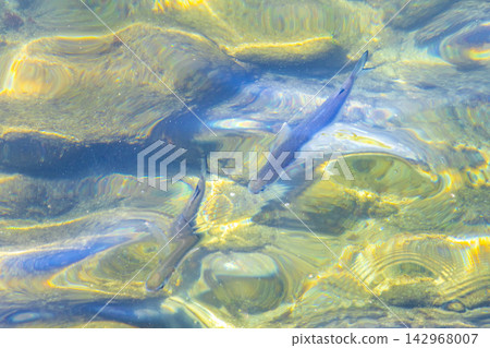 Sea turtle Turtles swim to the water surface in Brazil. Sea turtle Turtles swim to the water surface in Brazil. 142968007