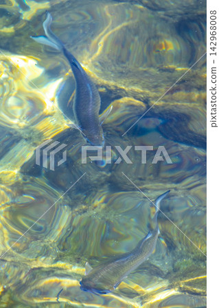 Sea turtle Turtles swim to the water surface in Brazil. Sea turtle Turtles swim to the water surface in Brazil. 142968008