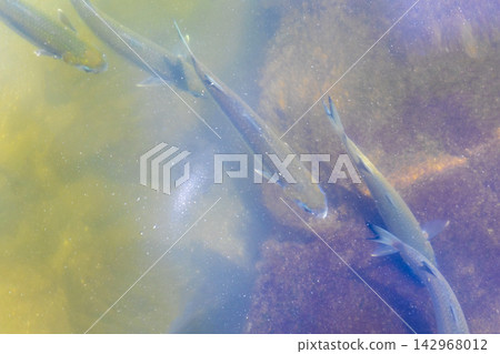 Tropical fish swimming in green turquoise and blue water Brazil. Tropical fish swimming in green turquoise and blue water Brazil. 142968012