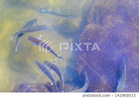 Tropical fish swimming in green turquoise and blue water Brazil. Tropical fish swimming in green turquoise and blue water Brazil. 142968013