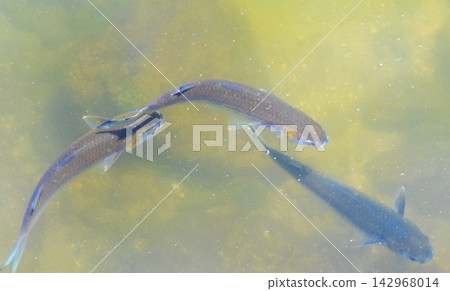 Tropical fish swimming in green turquoise and blue water Brazil. 142968014