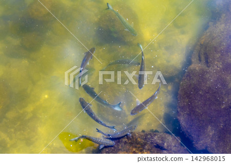 Tropical fish swimming in green turquoise and blue water Brazil. Tropical fish swimming in green turquoise and blue water Brazil. 142968015