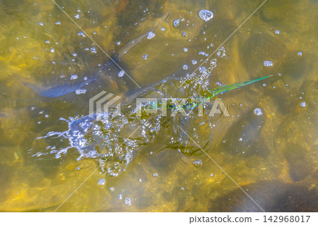 Trumpet fish trumpetfish swims on water surface in Brazil. Trumpet fish trumpetfish swims on water surface in Brazil. 142968017