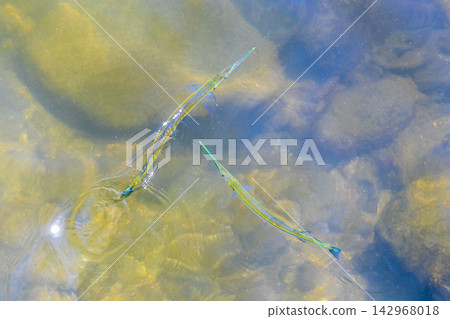 Trumpet fish trumpetfish swims on water surface in Brazil. 142968018