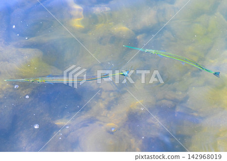 Trumpet fish trumpetfish swims on water surface in Brazil. Trumpet fish trumpetfish swims on water surface in Brazil. 142968019