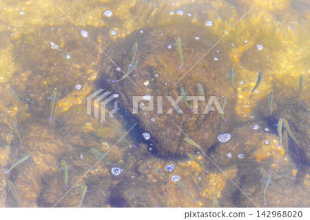 Tropical fish swimming in green turquoise and blue water Brazil. Tropical fish swimming in green turquoise and blue water Brazil. 142968020