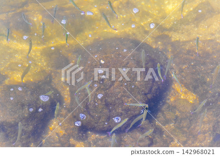 Tropical fish swimming in green turquoise and blue water Brazil. Tropical fish swimming in green turquoise and blue water Brazil. 142968021