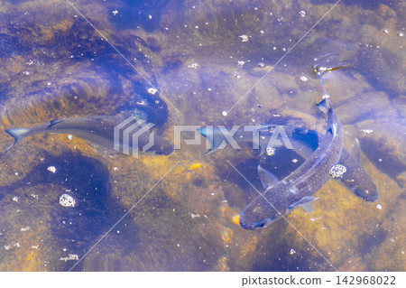 Tropical fish swimming in green turquoise and blue water Brazil. Tropical fish swimming in green turquoise and blue water Brazil. 142968022