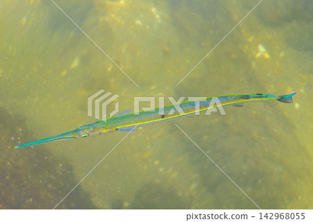 Trumpet fish trumpetfish swims on water surface in Brazil. Trumpet fish trumpetfish swims on water surface in Brazil. 142968055