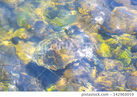 Sea turtle Turtles swim to the water surface in Brazil. Sea turtle Turtles swim to the water surface in Brazil. 142968059