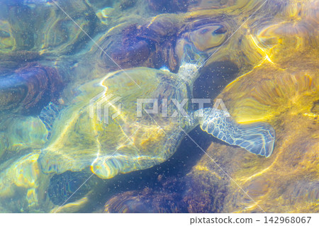 Sea turtle Turtles swim to the water surface in Brazil. Sea turtle Turtles swim to the water surface in Brazil. 142968067