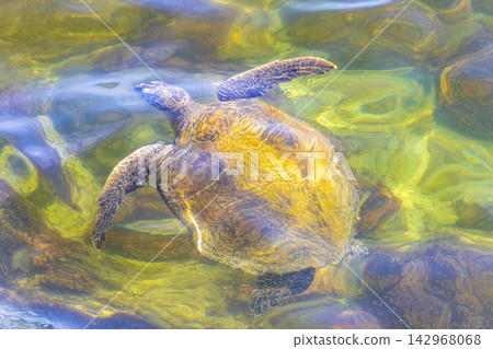 Sea turtle Turtles swim to the water surface in Brazil. Sea turtle Turtles swim to the water surface in Brazil. 142968068