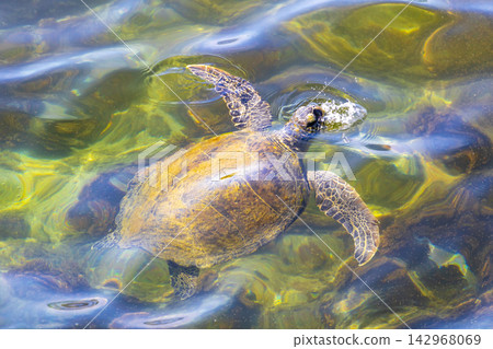 Sea turtle Turtles swim to the water surface in Brazil. Sea turtle Turtles swim to the water surface in Brazil. 142968069